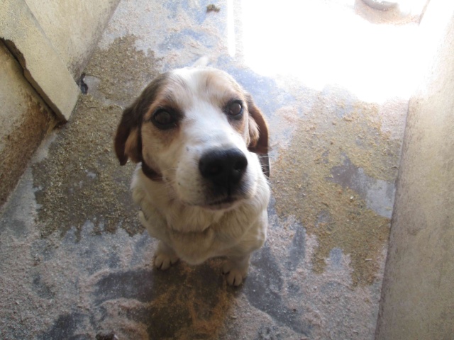 EXTRÊME URGENCE euthanasie fourrière le 11 juillet pour un mâle type beagle de 9 ans Img_2810