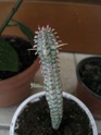 qui suis-je ? Euphorbia mammillaris variegata ? Plante15