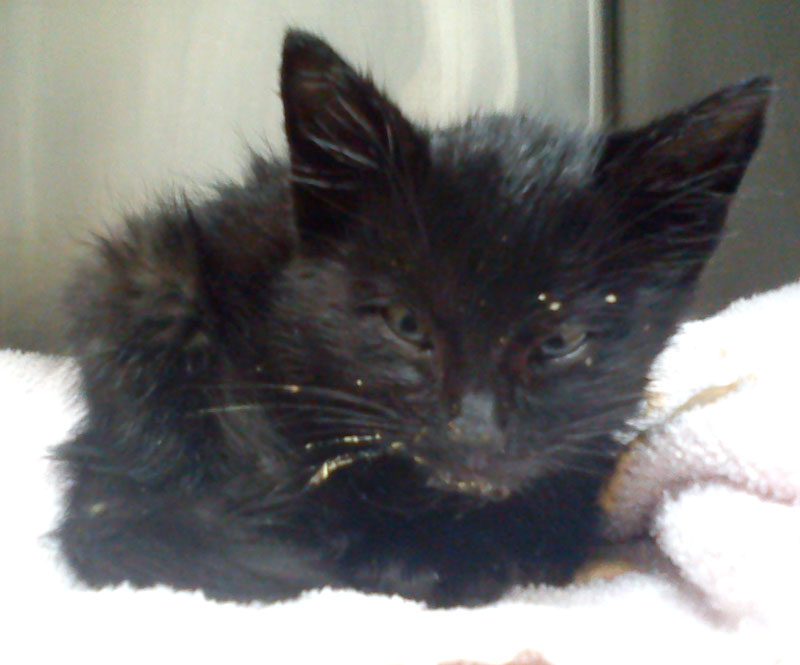 Chaton noir, accidenté cherche adoptant ou association pour le prendre en charge Chaton12