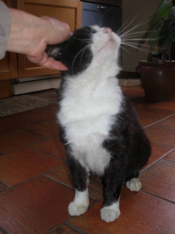 FA ou ADOPTANTS pour ORION jeune chat noir et blanc FIV + P1011312