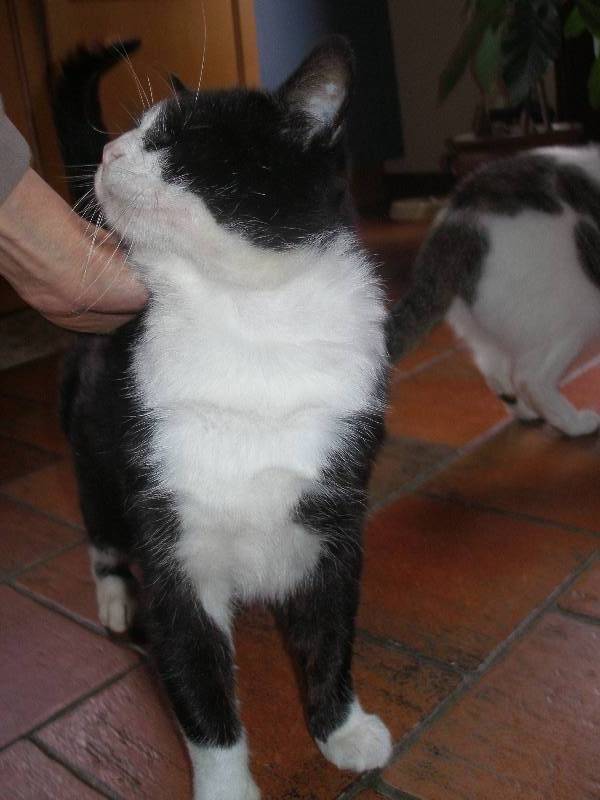 FA ou ADOPTANTS pour ORION jeune chat noir et blanc FIV + P1011313