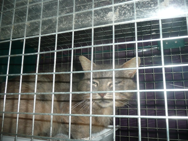 FURTIF P1190111