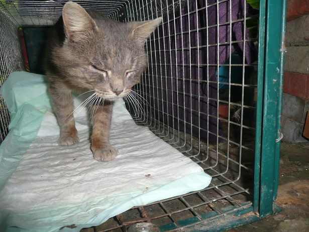 FURTIF P1190112