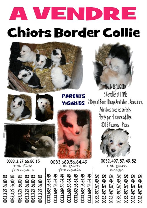 a vendre chiots border collie (non lof ) 16262811