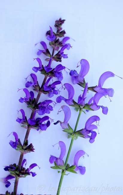 Identification s.v.p. "Salvia"-Trouvé "Salvia x sylvestris Blue Queen! Img_4622