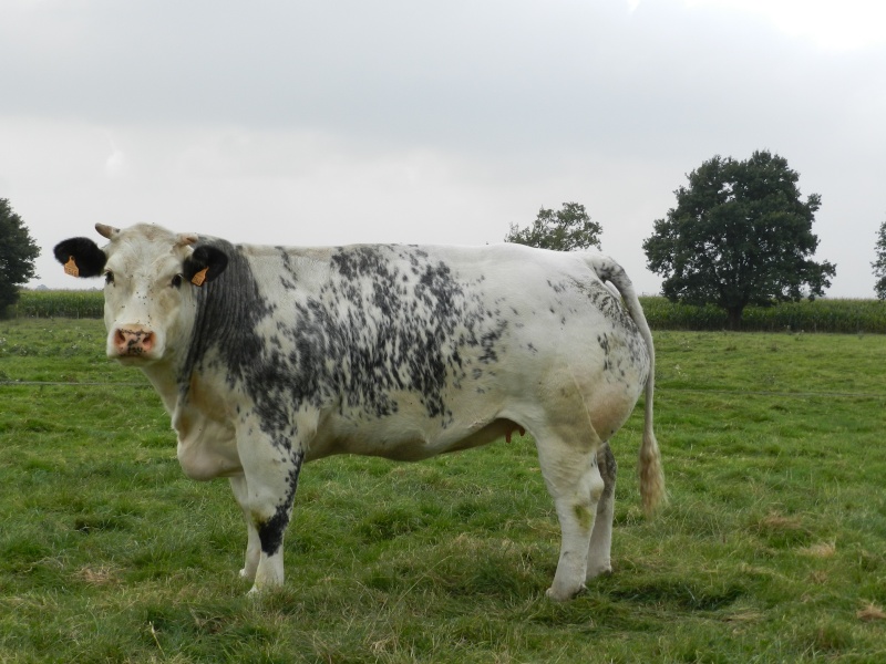 une vache de concours Vauvy100