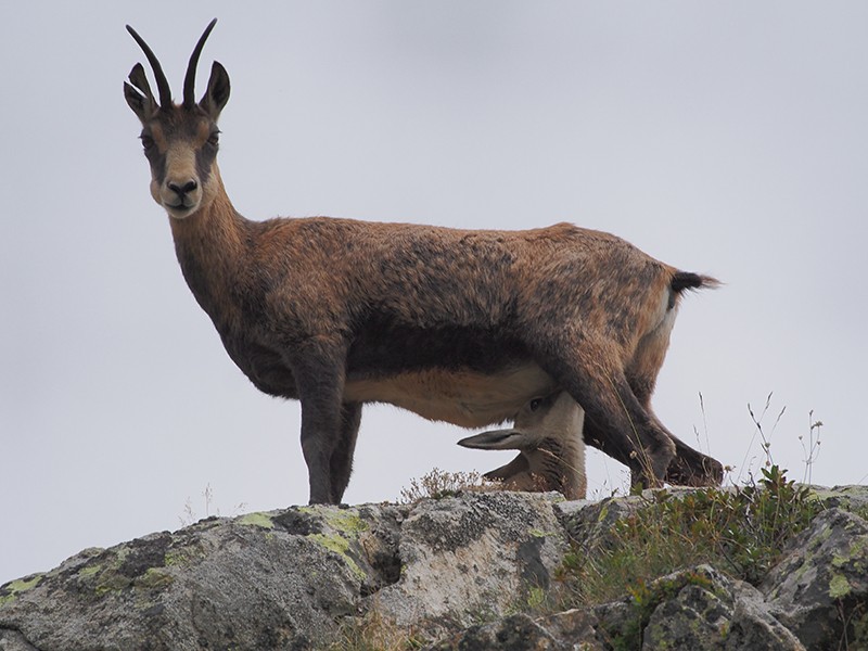  Chamois  P8240115