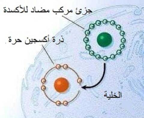 مضادات الأكسدة وما هي فوائدها وأين توجد
