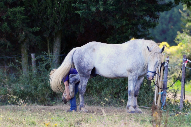 sharlie (apollon et sybèle) Dsc_9414