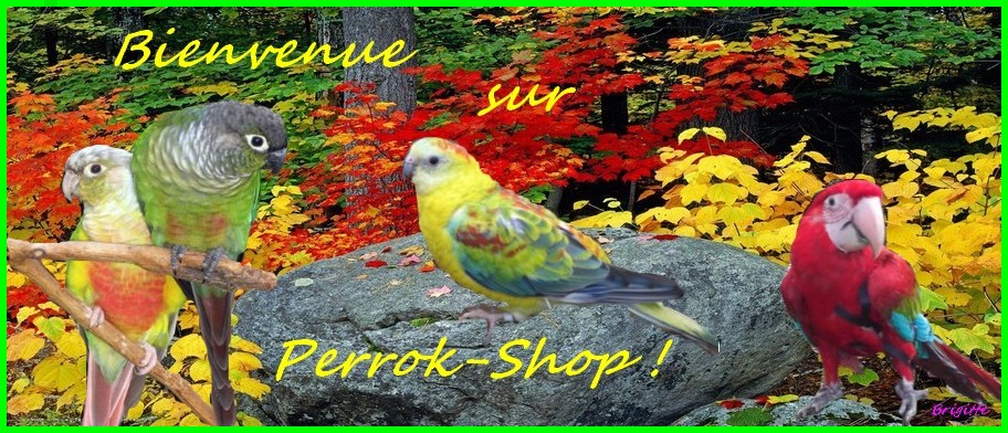 Perrok-Shop le Forum des Passionnés de Perruches et de Perroquets.