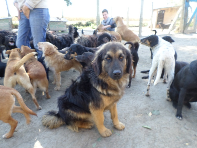 ELROY, M-X berger, Né 2013, Splendide et gentil (BELLA) - En FA chez Corinne91 (départ91) Sam_1043