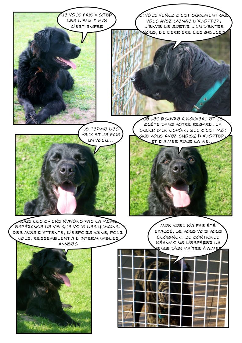 SNIPER (croisé labrador noir) - Page 4 Page_110