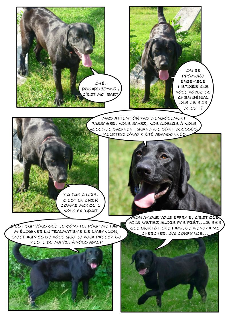 BART (Labrador) Page_117