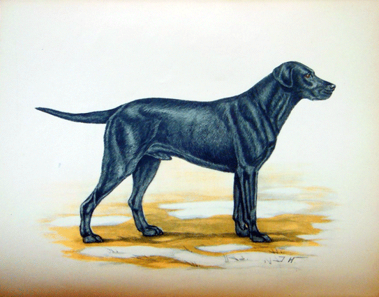 Les Retrievers et leur dressage... Bonvou11