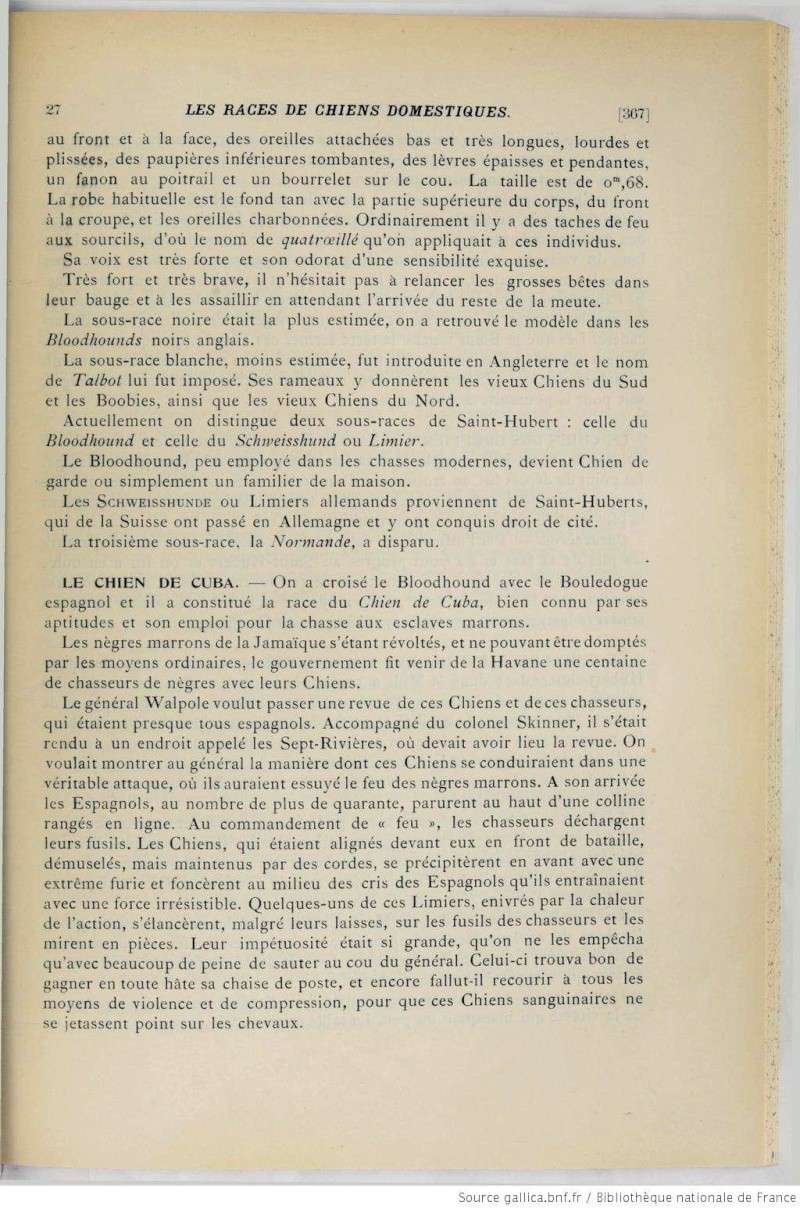 Définition du Chien de Saint-Hubert en 1903... Def510