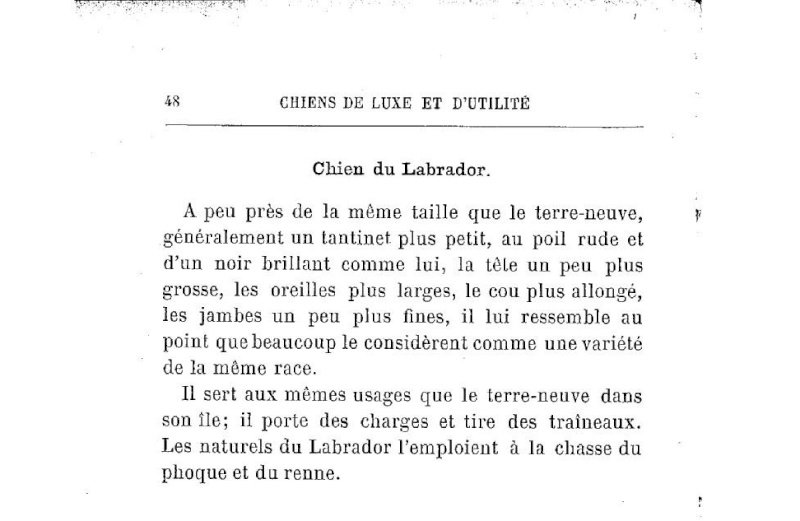 Définition du Chien du Labrador en 1908 Lab10