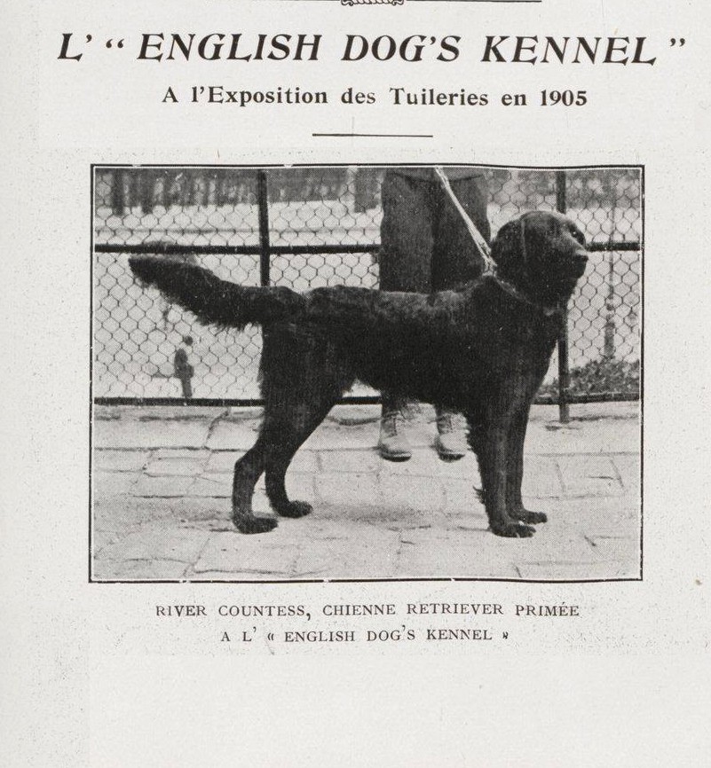 River Countess, chienne Retriever primée à l'exposition des Tuileries en 1905... River10