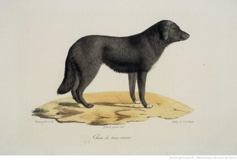 Illustration du chien de Terre-Neuve - 1819 Tn10