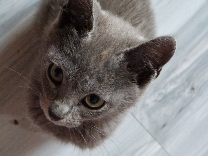 (60) - Jerry - Chaton gris mâle de 6 mois - Adopté !!!!! P1070612