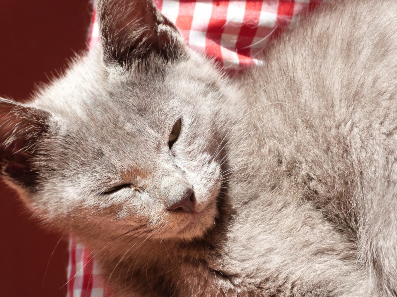 (60) - Jerry - Chaton gris mâle de 6 mois - Adopté !!!!! P1070613