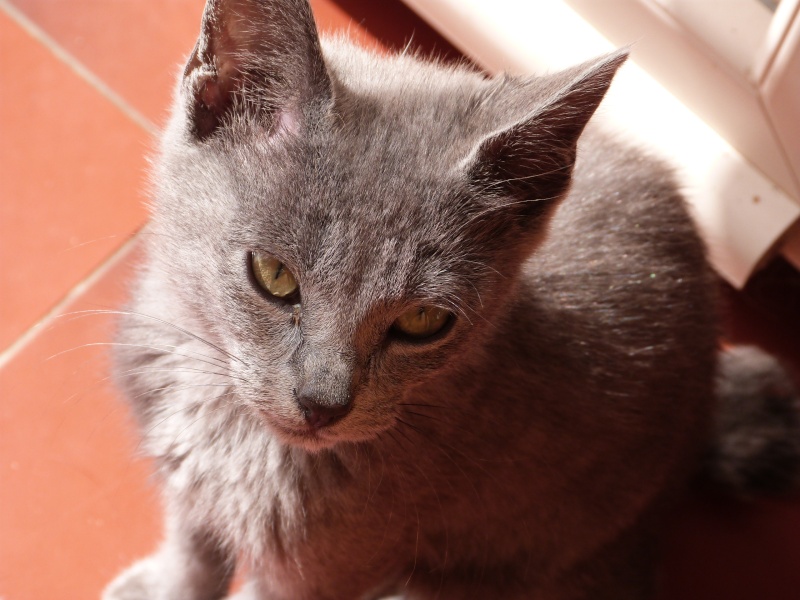 (60) - Jerry - Chaton gris mâle de 6 mois - Adopté !!!!! P1070617