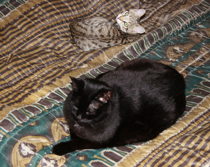 Fabrication cabane pour chat - Page 2 Lucieb10
