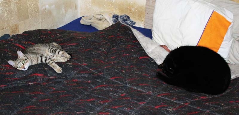 Fabrication cabane pour chat - Page 2 Lucieb11