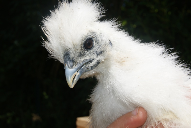 poussins males ou femelles? Dsc05115