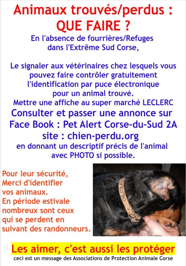 affiche pour chien trouvé ou perdu Flyers10