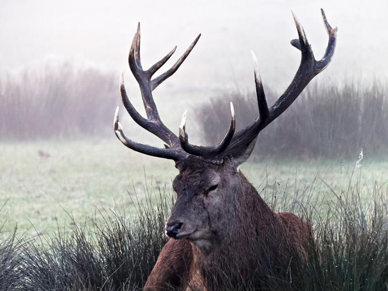 Brame du cerf à Sainte Croix