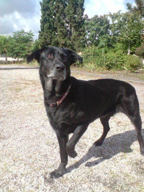 Sultane un amour de labrador de 8 ans  Sultan15