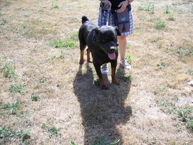 WILLY crois rottweiller de 8 ans (37) Willy_10