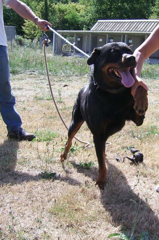 WILLY crois rottweiller de 8 ans (37) Willy_11