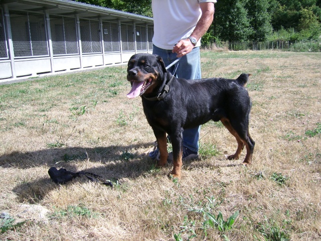 WILLY crois rottweiller de 8 ans (37) Willy_12
