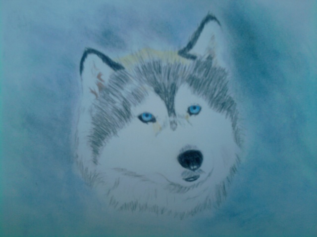Husky (crayons de couleurs) P2408111