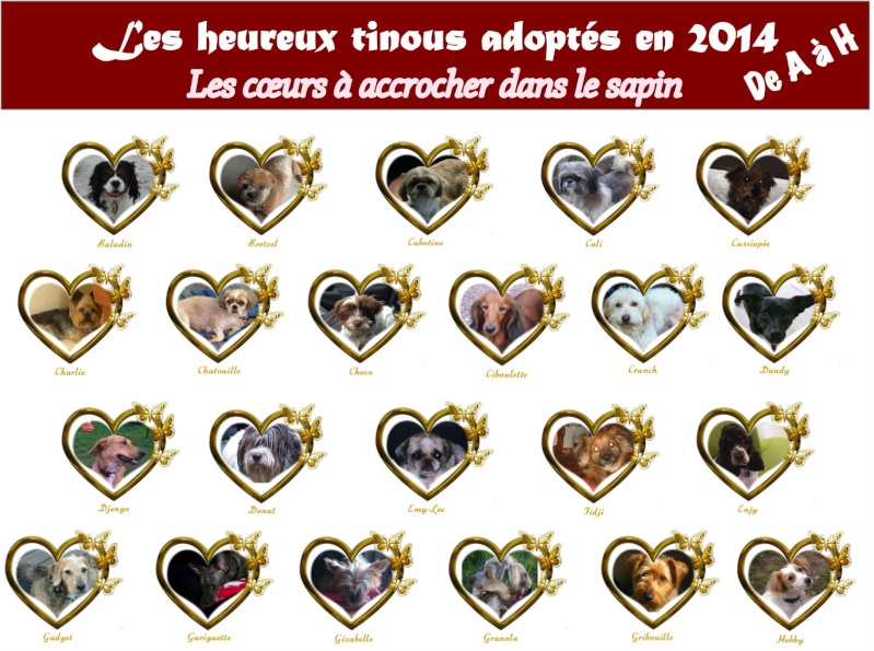 SAPIN : Les heureux adoptés 2014 Adopte11