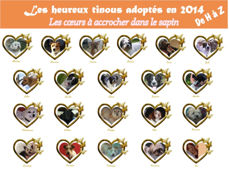 SAPIN : Les heureux adoptés 2014 Adopte12