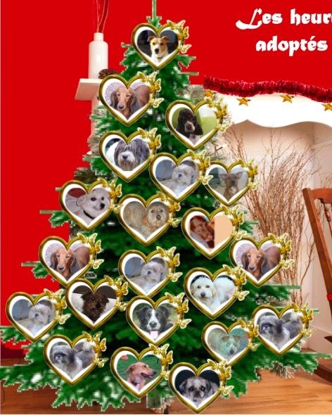 SAPIN : Les heureux adoptés 2014 Captur21