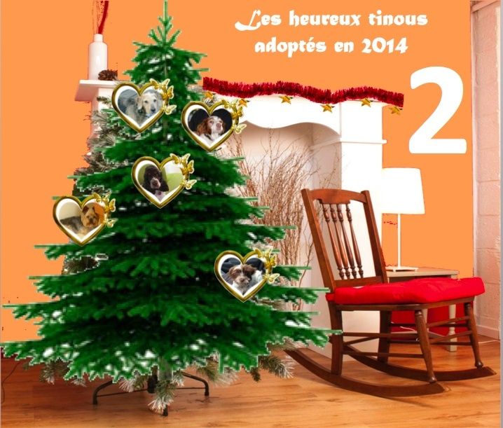 SAPIN : Les heureux adoptés 2014 Captur22