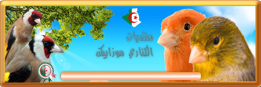 الصفحة الرئيسية