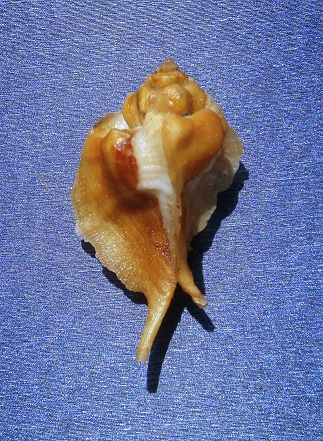 Muricidae Ocenebrinae Jaton decussatus (Gmelin, 1791)  Pict0018