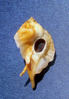 Muricidae Ocenebrinae Jaton decussatus (Gmelin, 1791)  Pict0019