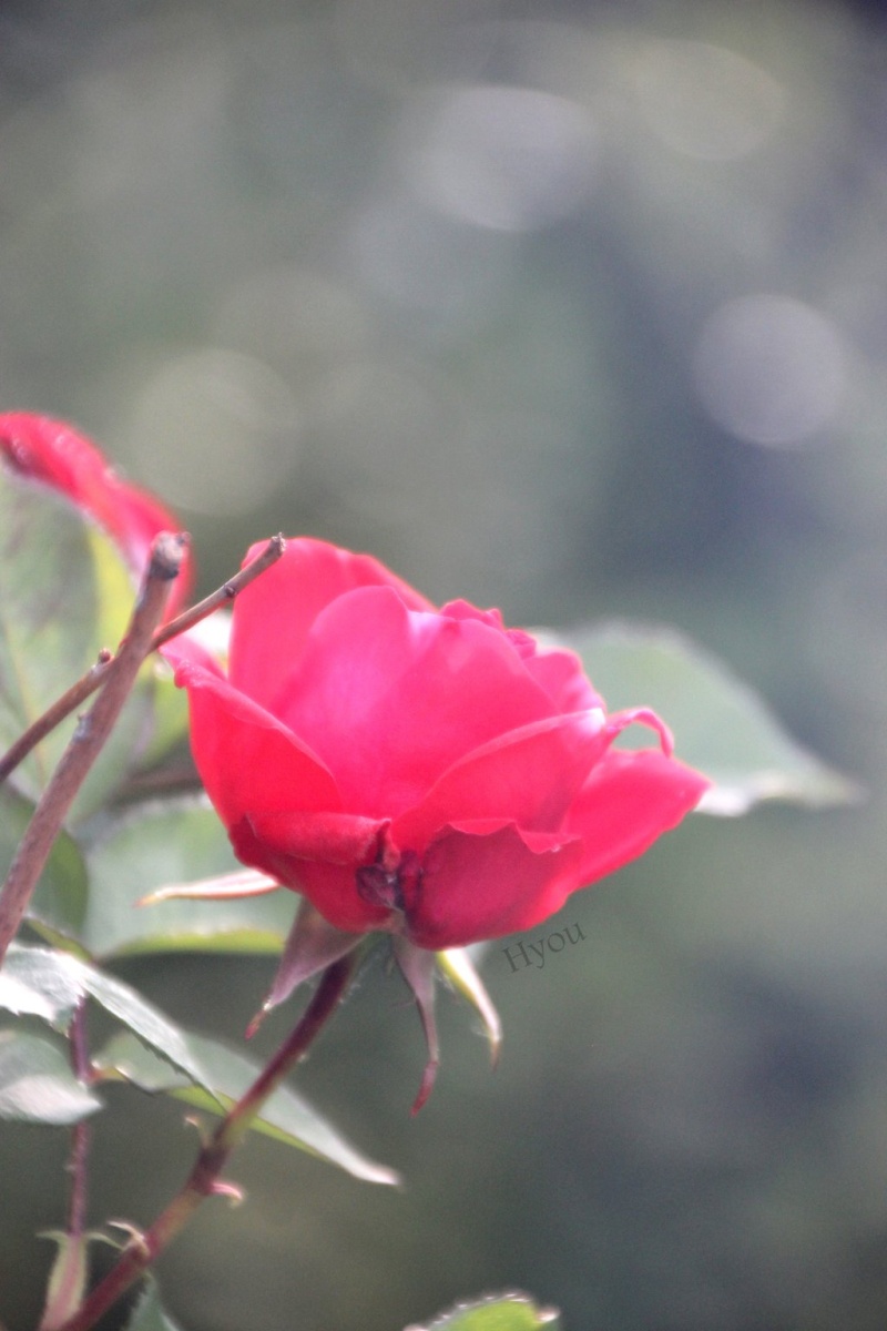 Résultats du concours de photo du mois de juin sur la nature.  Rose_b10