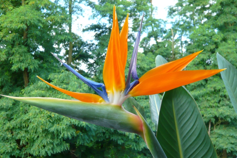 Mon strelitzia reginae. 2910