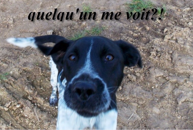 Un chien difficile... à placer, Myobi, notre petit coeur x braque français 2 ans - en FA pr asso SOS chiens France (RP) Myob10
