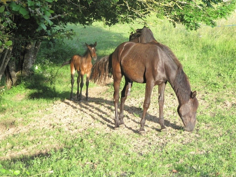 Les Chevaux D'Odun. - Page 4 Img_8514