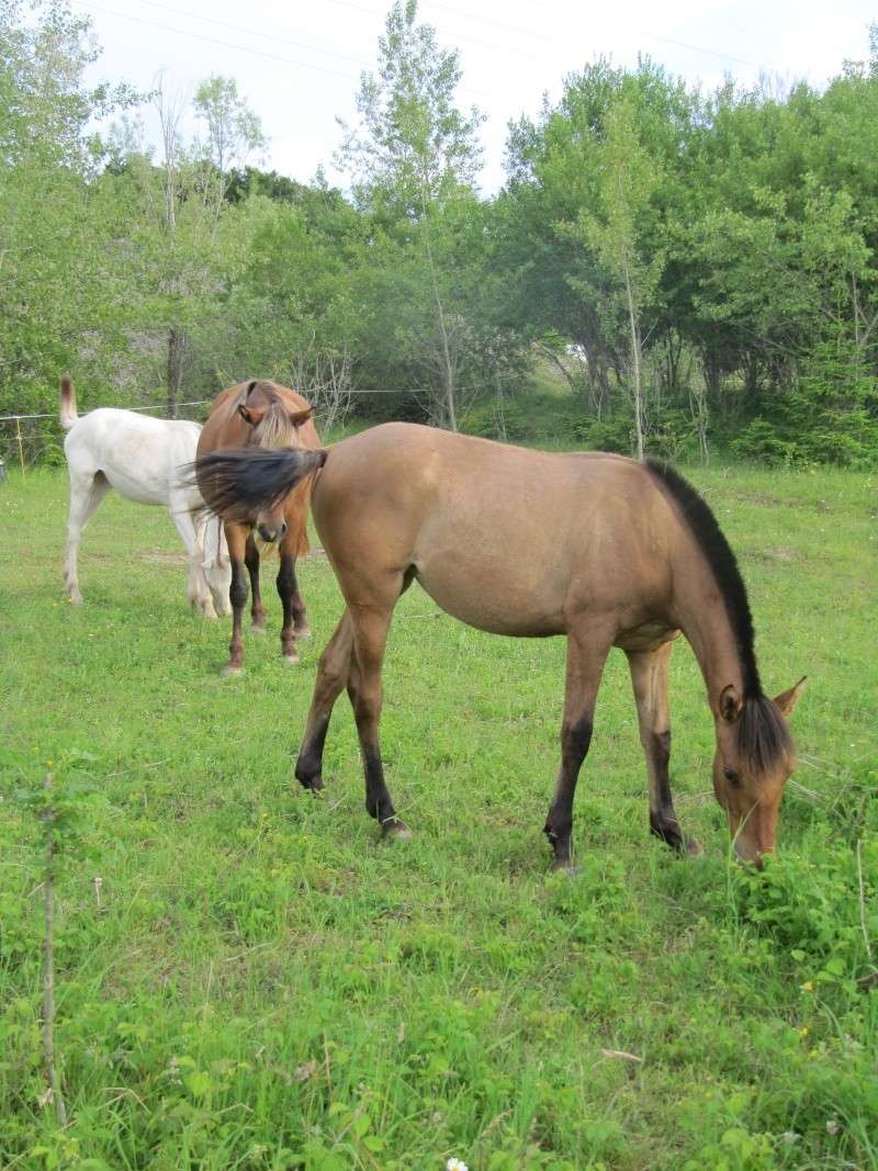 Les Chevaux D'Odun. - Page 4 Img_8516