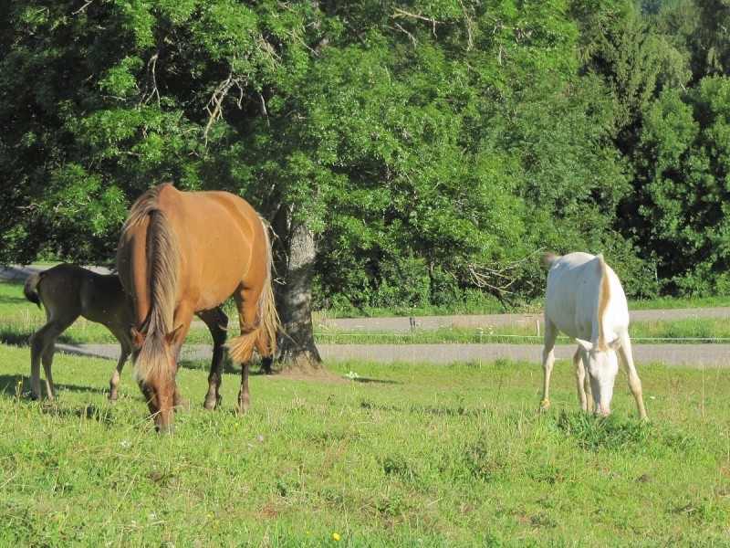 Les Chevaux D'Odun. - Page 8 Img_8714