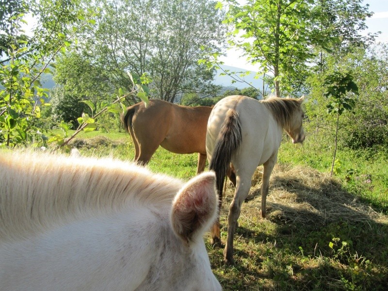 Les Chevaux D'Odun. - Page 8 Img_8716