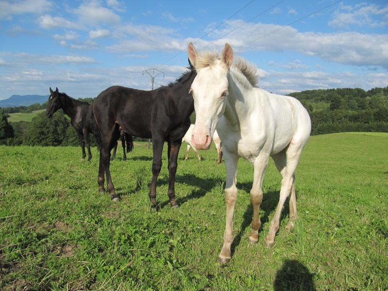 Les Chevaux D'Odun. - Page 11 Img_8927